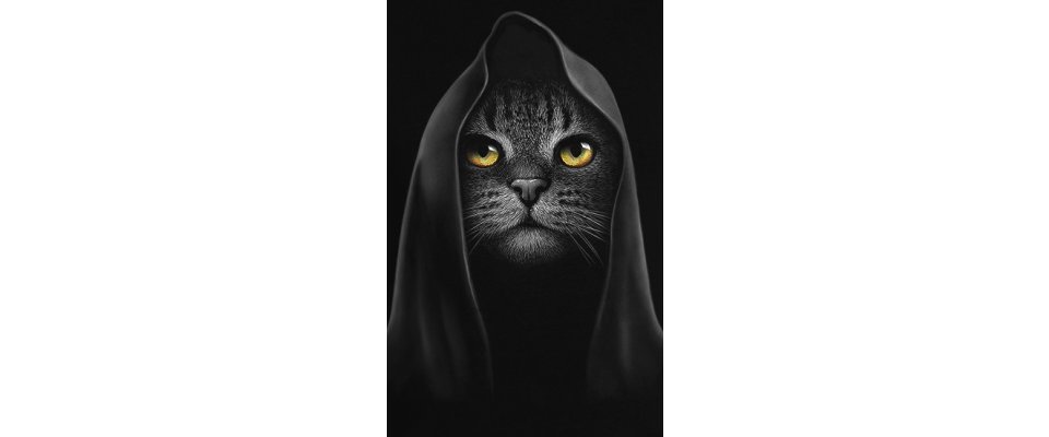 КОТ АССАСИН