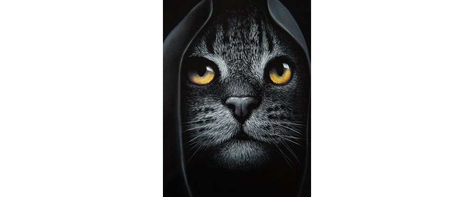 КОТ АССАСИН