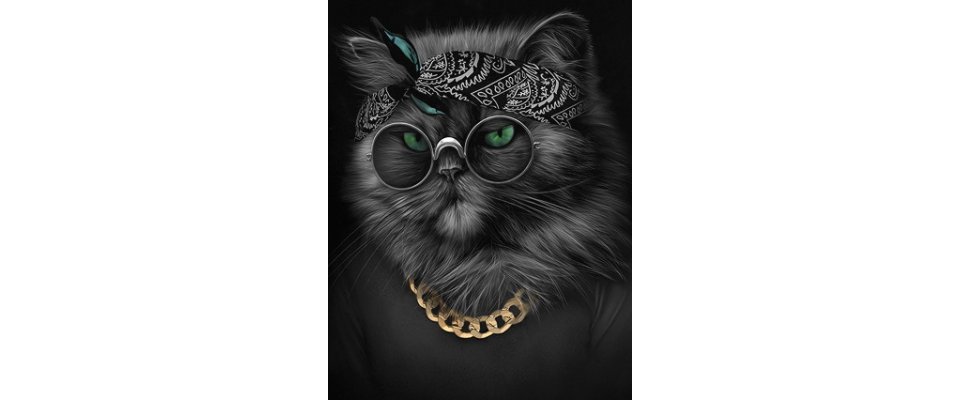 КОТ БАЗИЛИО